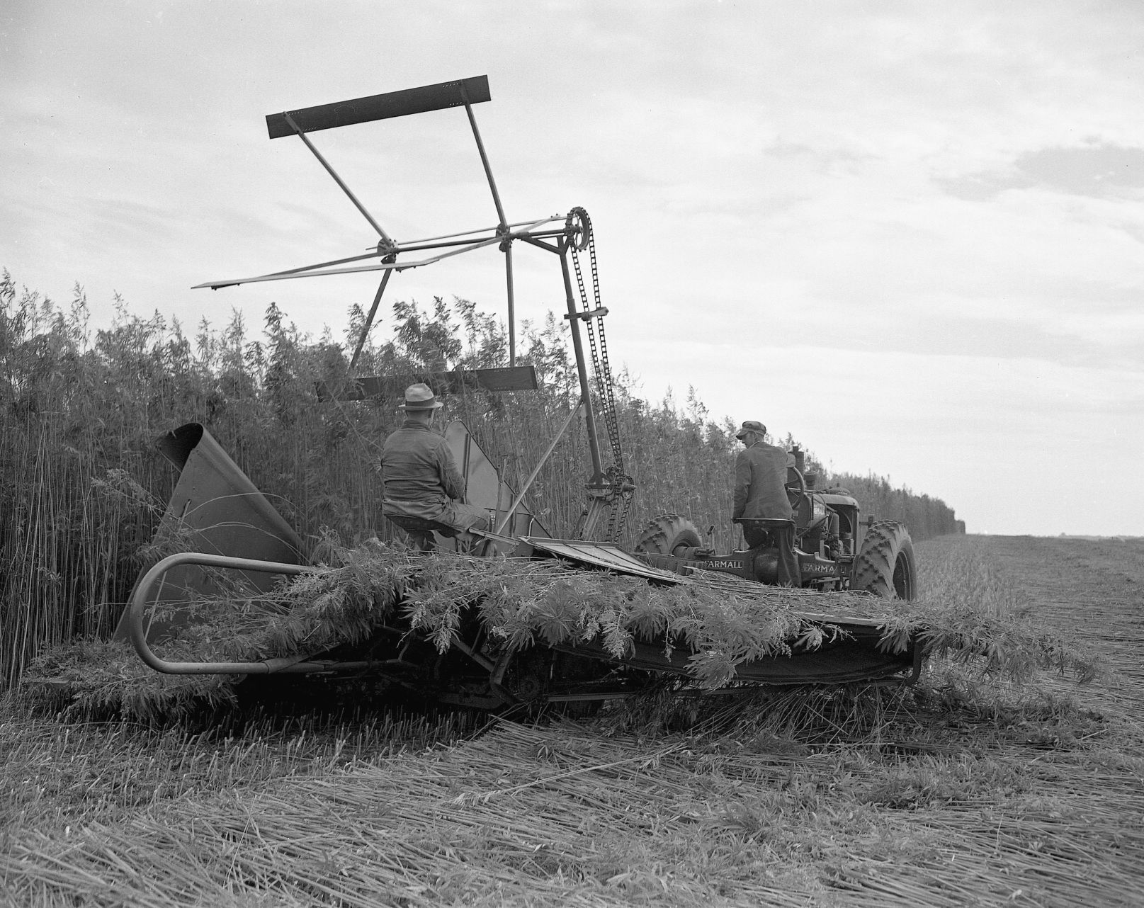 Hawke hemp farm